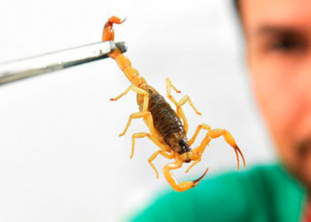 Vigilância epidemiológica de Parnamirim alerta para incidências comuns no verão