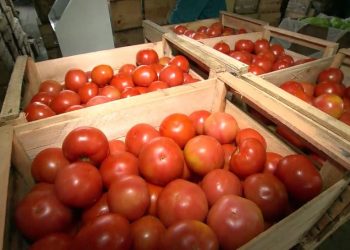 Preço do tomate aumenta 35% em um mês e cesta básica chega a custar R$ 399 em Natal