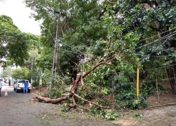 Queda de árvore interrompe o abastecimento de água em 15 bairros de Natal
