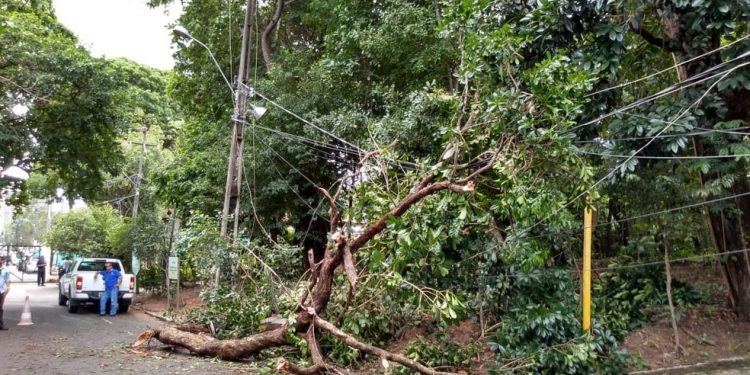 Queda de árvore interrompe o abastecimento de água em 15 bairros de Natal