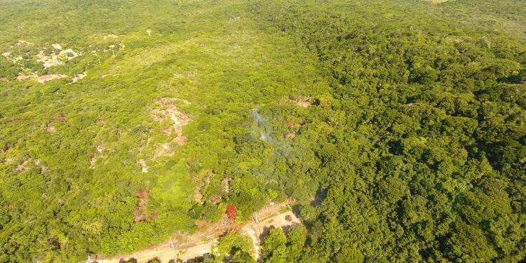 Duas pessoas são detidas por desmatarem área de proteção ambiental na praia de Pipa, RN