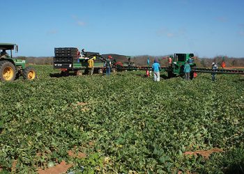 Rio Grande do Norte perde mais de 6 mil empregos no ano