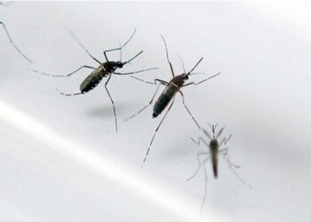 Dengue cresceu 818% no RN e Natal reconhece epidemia