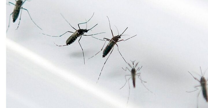 Dengue cresceu 818% no RN e Natal reconhece epidemia