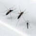 Dengue cresceu 818% no RN e Natal reconhece epidemia