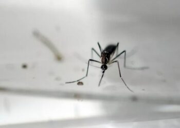 Natal tem a maior taxa de dengue do Nordeste em 2022