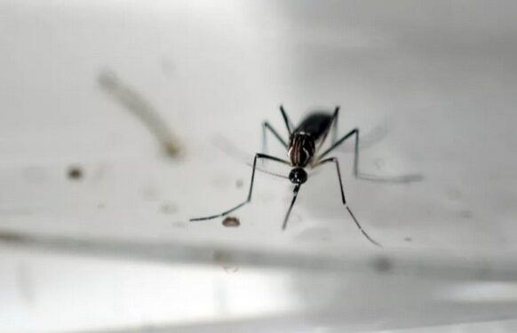 Natal tem a maior taxa de dengue do Nordeste em 2022