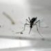 Natal tem a maior taxa de dengue do Nordeste em 2022