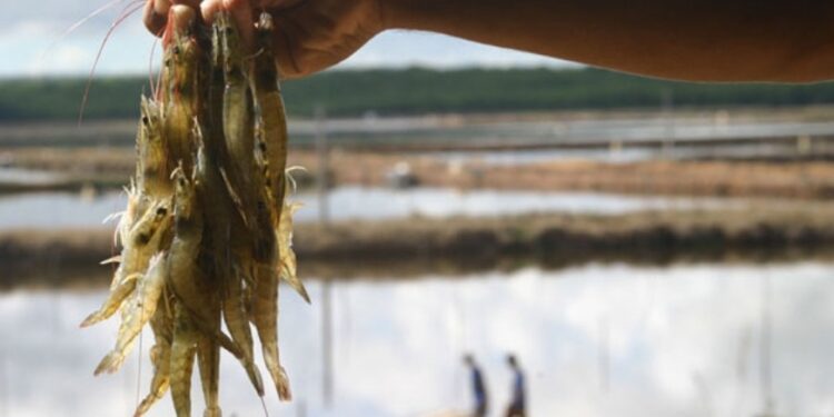 RN resistra primeira queda na produção de camarão em 6 anos, aponta IBGE