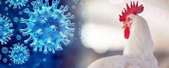 RN decreta emergência e determina monitoramento para prevenção de gripe aviária