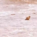 Temporais no Rio Grande do Sul causam mais de R$ 420 milhões em prejuízos no campo