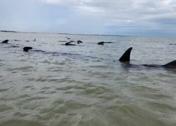 Quatro baleias-piloto morrem após encalhe no Litoral Norte do RN