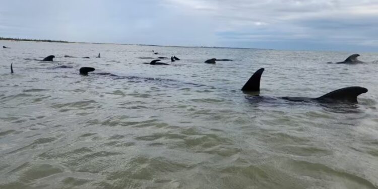 Quatro baleias-piloto morrem após encalhe no Litoral Norte do RN