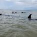 Quatro baleias-piloto morrem após encalhe no Litoral Norte do RN