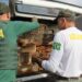 Mais de 7 mil aves silvestres foram resgatadas no RN desde 2019