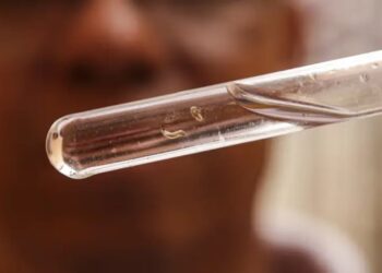 Brasil bateu recorde e registrou mais de 6 mil mortes por dengue durante 2024