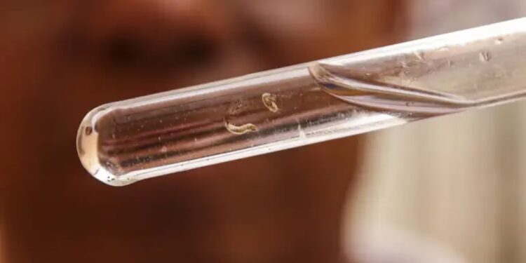 Brasil bateu recorde e registrou mais de 6 mil mortes por dengue durante 2024