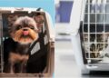 Município de Natal libera viagens de cães e gatos no transporte público. Veja as regras para transporte e os horários permitidos.