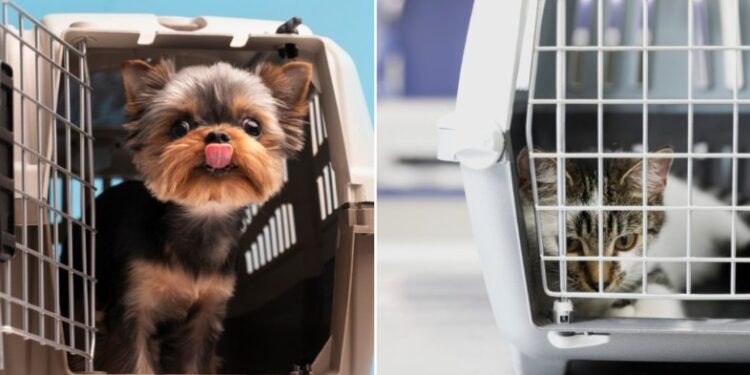 Município de Natal libera viagens de cães e gatos no transporte público. Veja as regras para transporte e os horários permitidos.