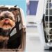 Município de Natal libera viagens de cães e gatos no transporte público. Veja as regras para transporte e os horários permitidos.